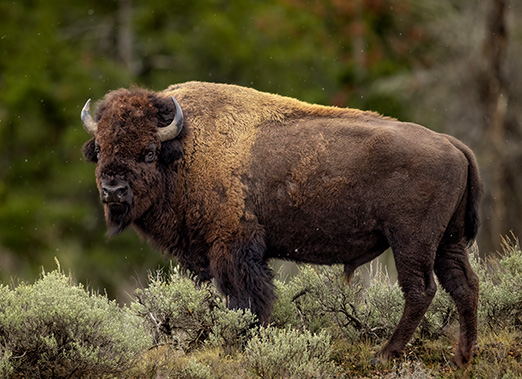 A bison wanders through a field.