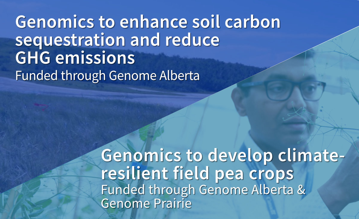Image of Alberta grassland with text overlay about soil carbon sequestration project, with image of pea crop researcher with overlay about field pea crop project.