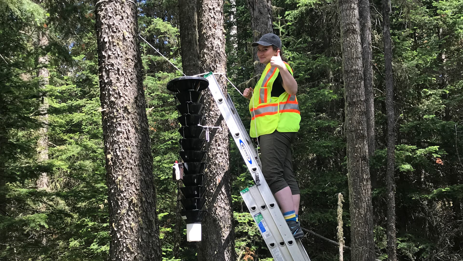 Research team member checking a Mountain Pine Beetle trap in the forest.