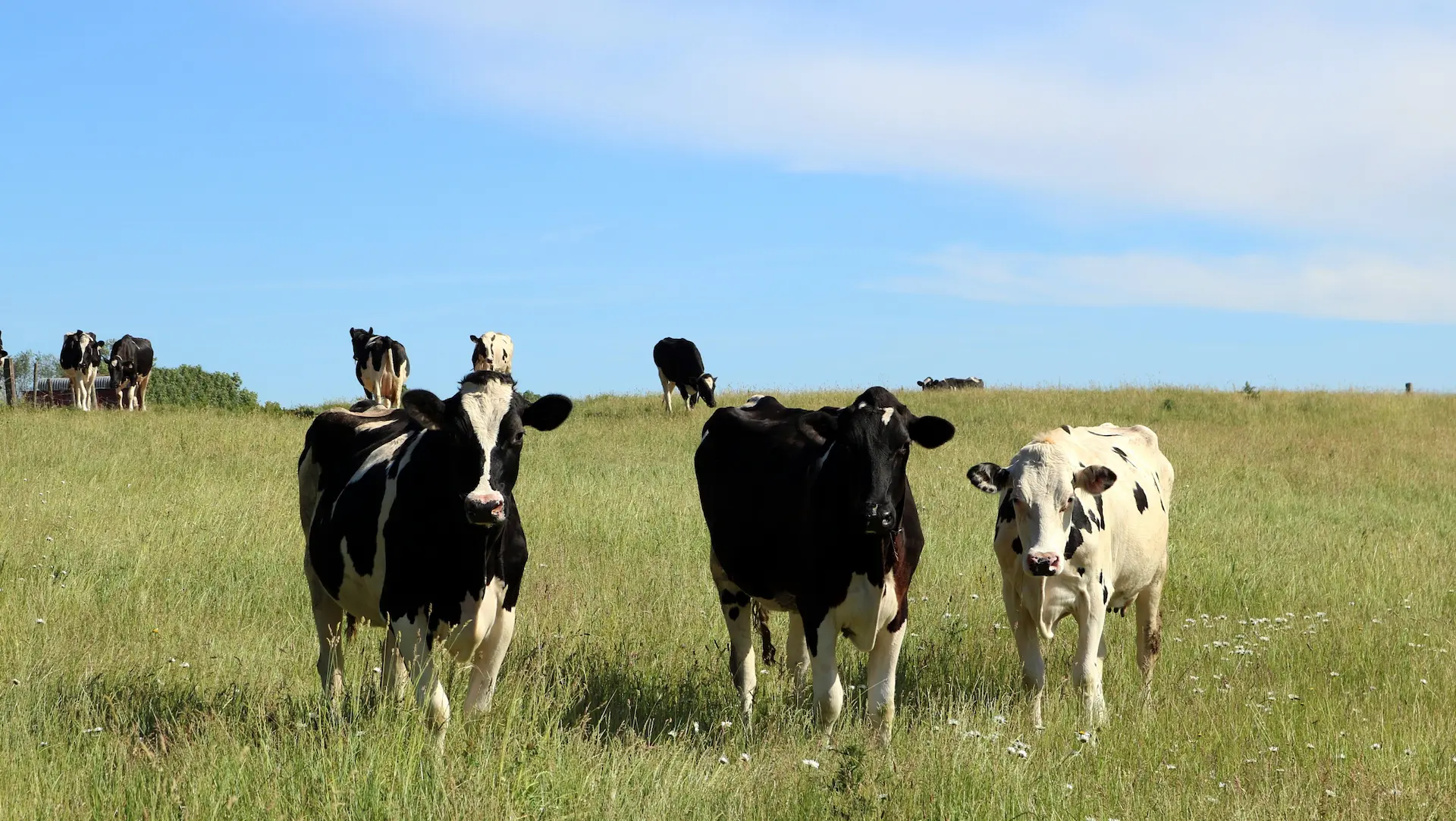 Holstein cattle in field under clear blue sky