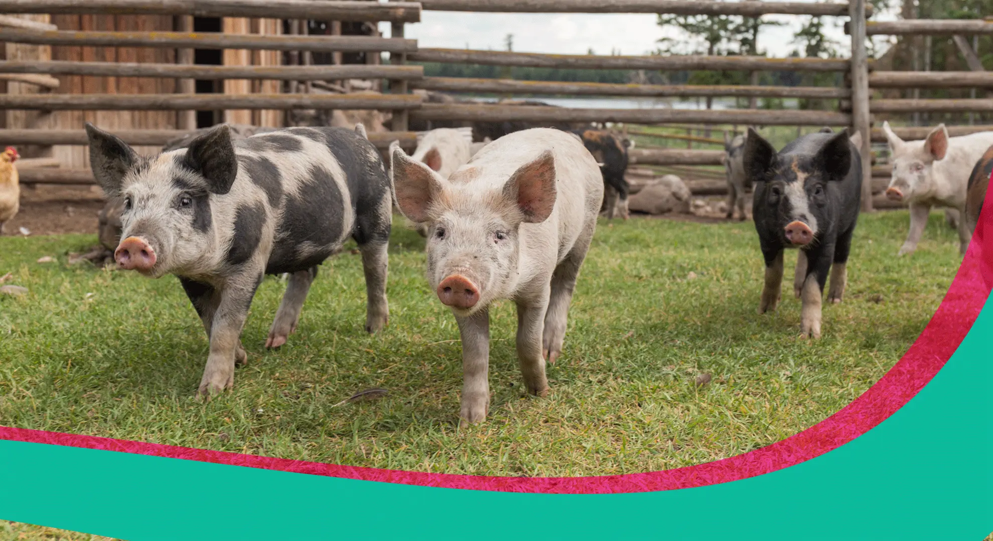 Farm pigs walking forward