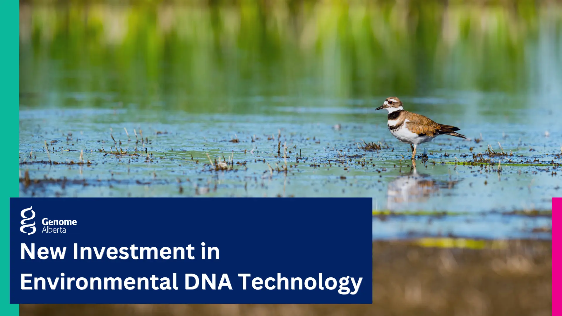 Design with a background image of Killdeer on a pond and a text saying "New Investment in Environmental DNA Technology"
